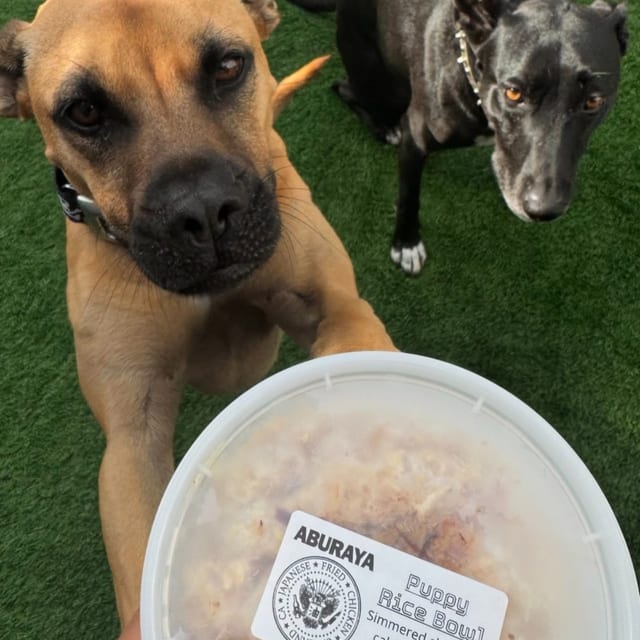 Puppy Rice Bowl.